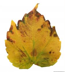 Leaves